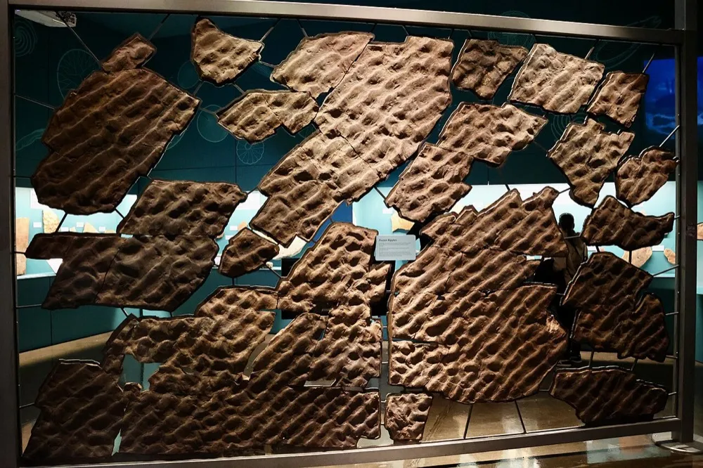 Photograph taken at the South Australian Museum on 29 June 2025.