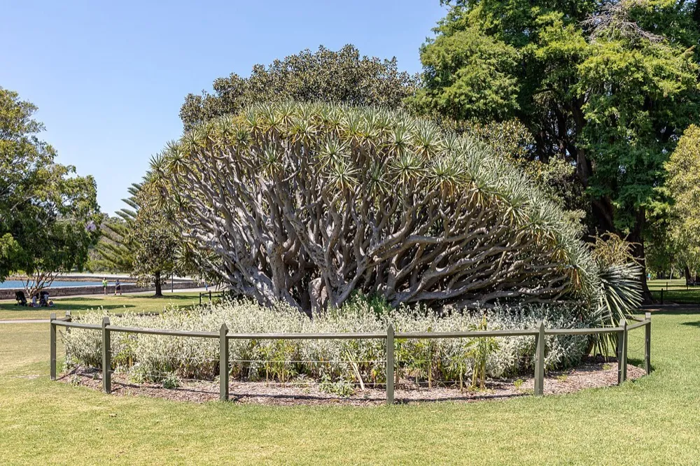 Royal Botanic Gardens, Sydney, New South Wales, Australia