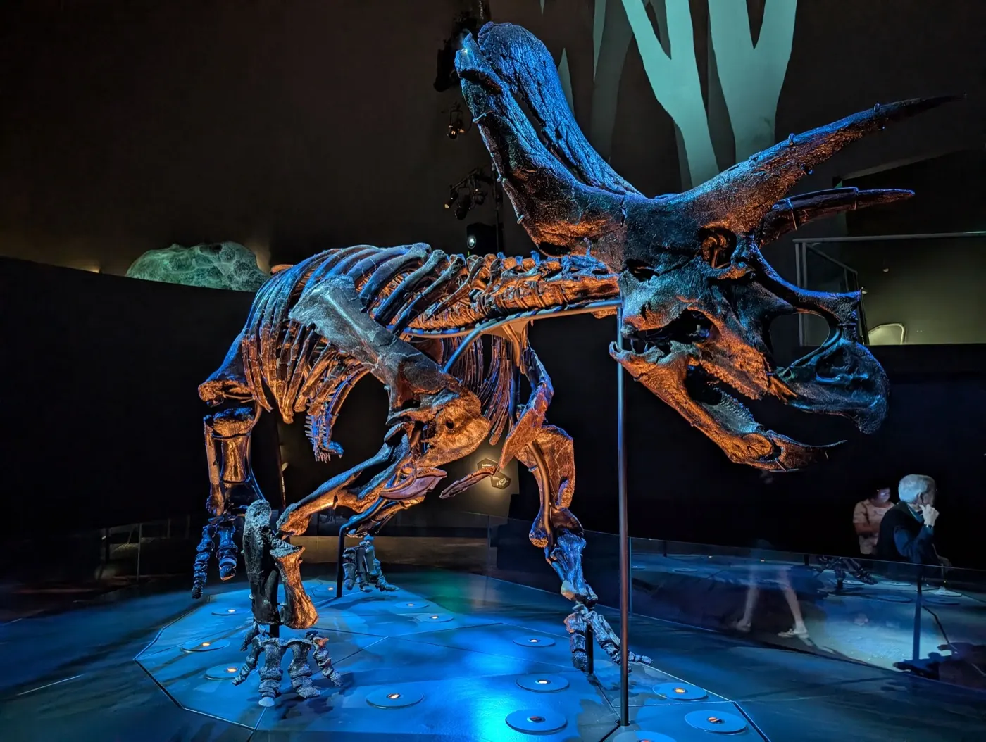 Triceratops skeleton at Melbourne Museum